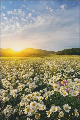 Grußkarten Royal Fotogrußkarten ohne Text Blumentraum Multiset Set/30